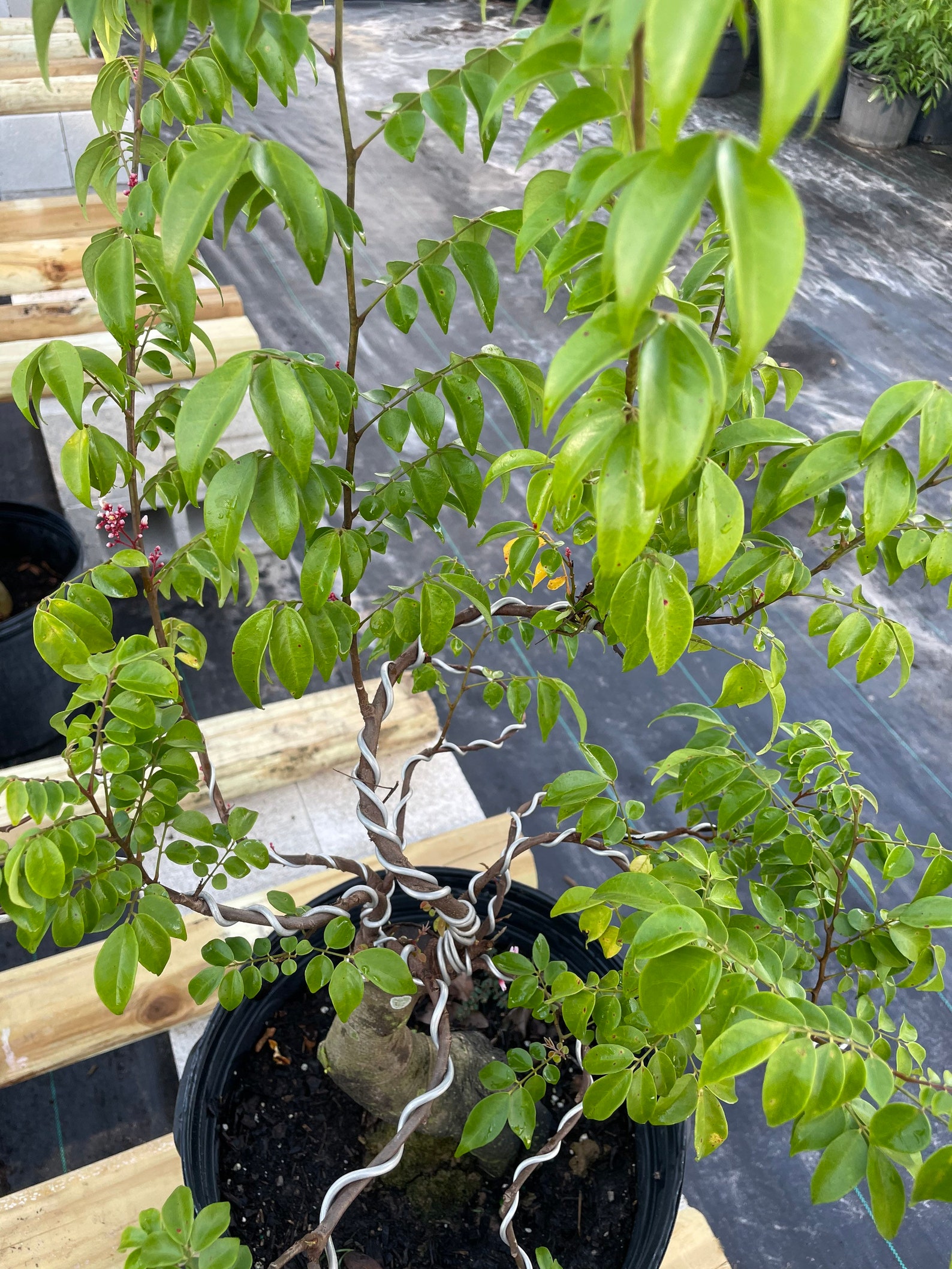 Bonsai Star Fruit Tree Very Nice Root Shipping With Etsy