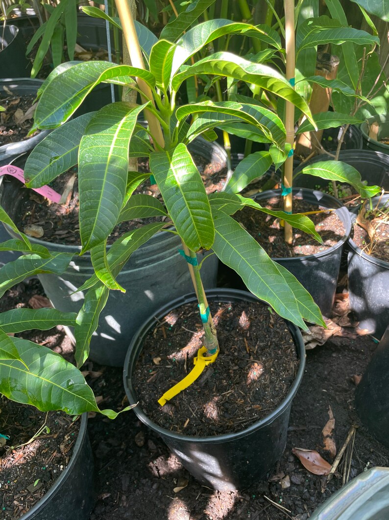 Keo savoy mango grafted tree 3 gallon pot | Etsy
