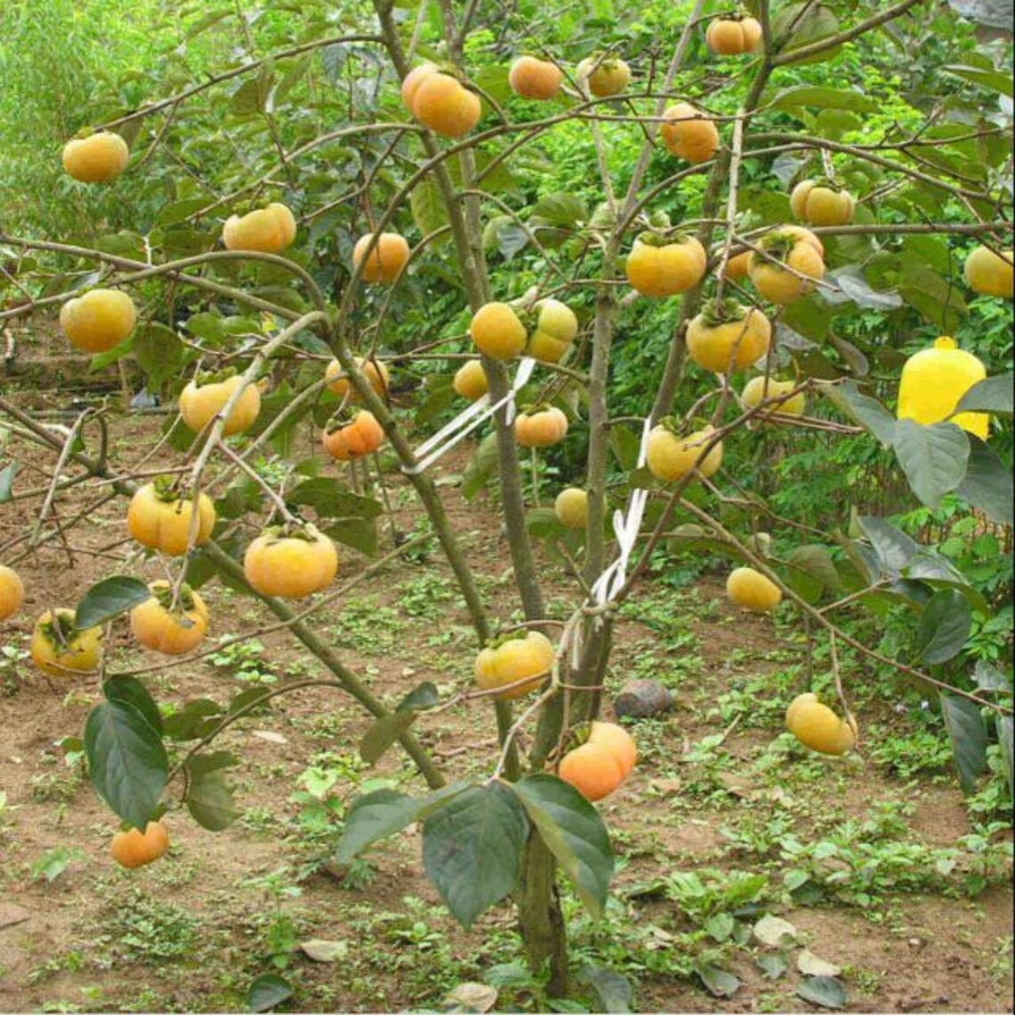 FUYU PERSIMMON grafted tree get fruit soon Cannot shipping to Etsy