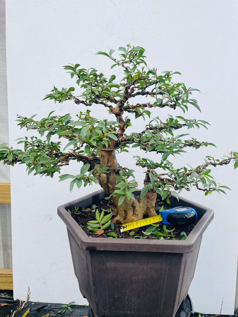 Guava Bonsai Tree Super Nice Shape Etsy