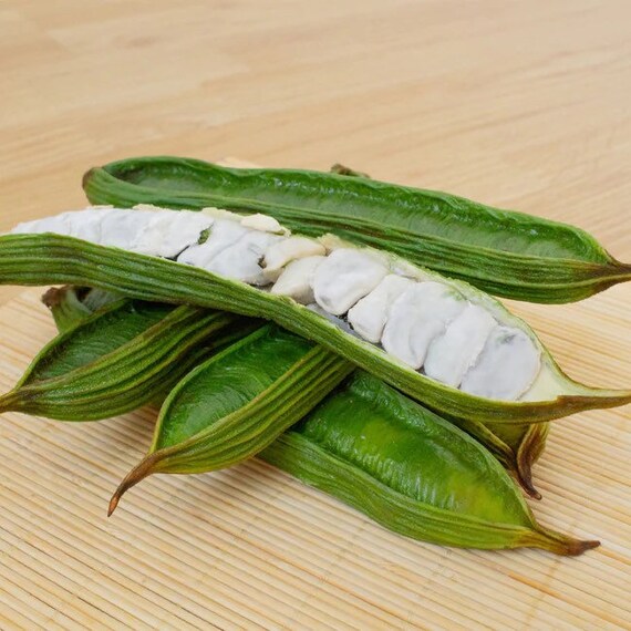 ice cream bean tree nz