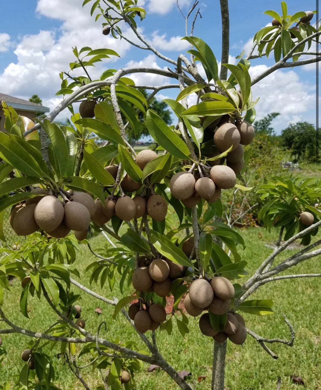 Sapodilla makok Dwarf Sapodilla 7 Gallon Pot - Etsy