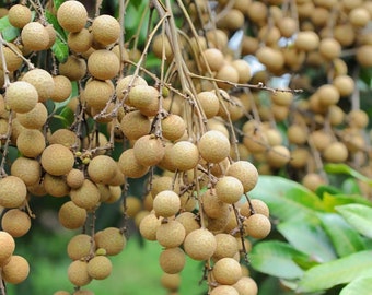 Lychee Tree  Etsy