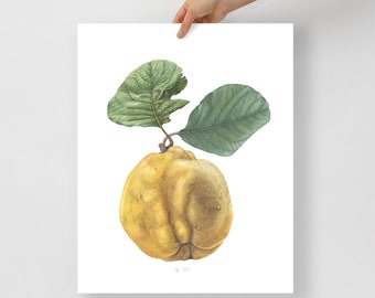 Quince Fruit Botanical Print of Watercolor Painting, Fruit Decor Wall Art