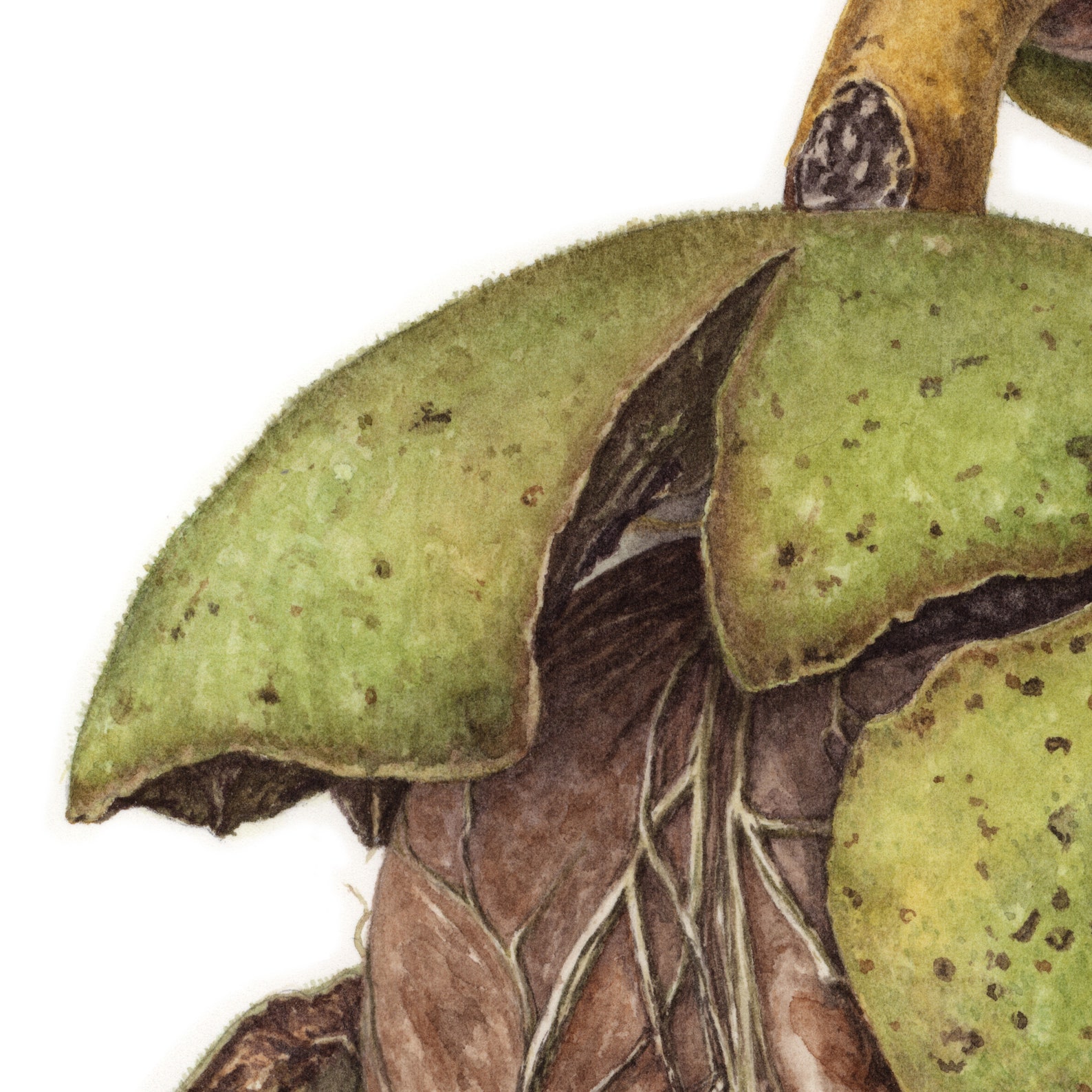 Walnut ORIGINAL watercolor painting for wall decor hyper | Etsy