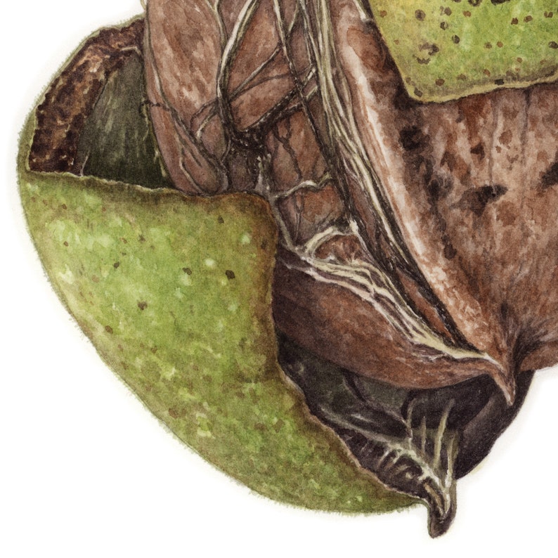 Walnut ORIGINAL watercolor painting for wall decor hyper Etsy