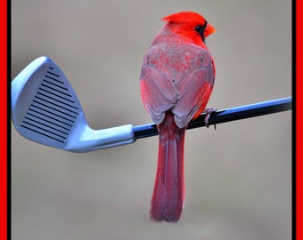 Cardinal on Golf Club (Ready to Hang Canvas)