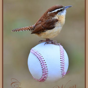 Carolina Wren (Ready to Hang Canvas)