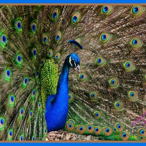 Male Peacock Pro Canvas Print (24&quot;X36&quot;)