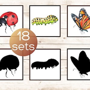 Cartões de correspondência de insetos e sombras. Imprimível para crianças Montessori. Atividade de insetos e insetos para pré-escola