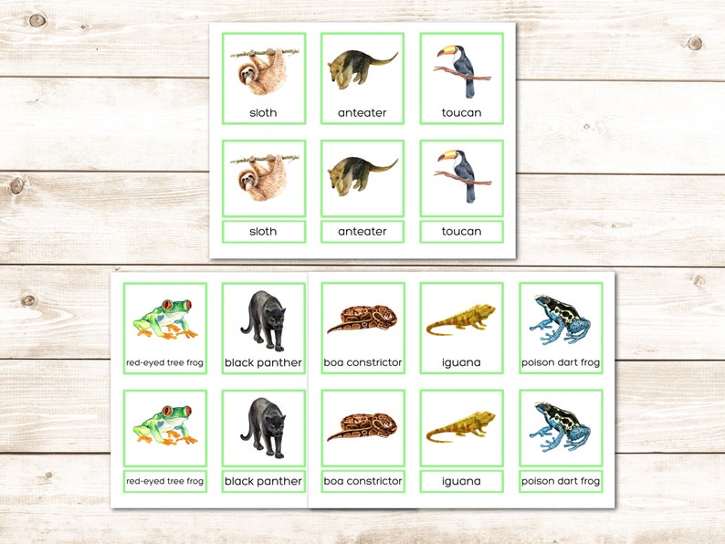 Rainforest Montessori Printable Vocabulary 3 Part Cards Flash Cards