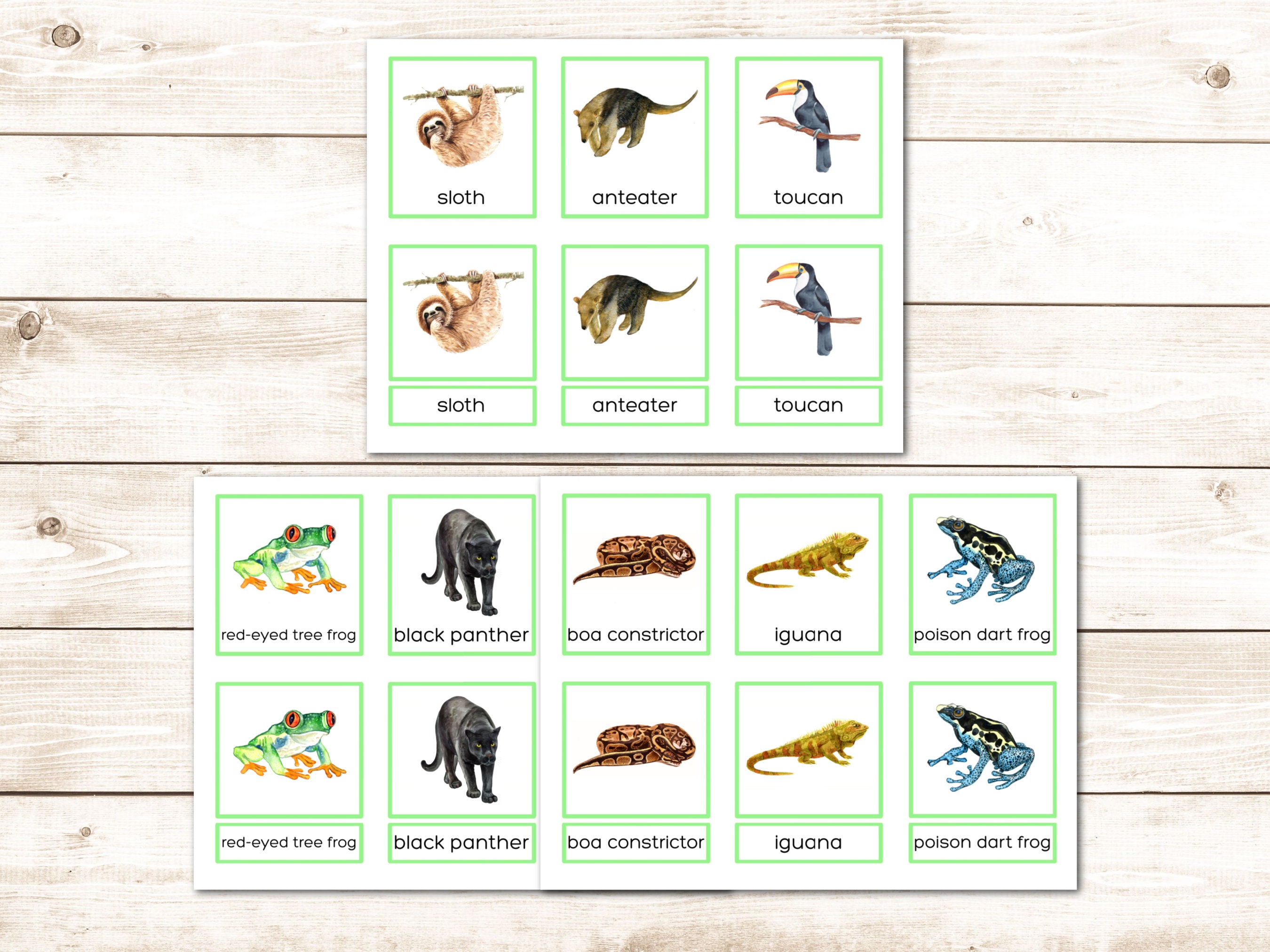 Rainforest Montessori Printable Vocabulary 3 Part Cards Flash Cards ...