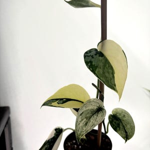 Mystery Plant Box PREORDER!
