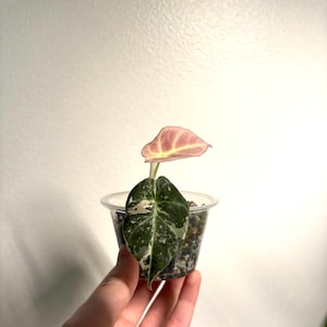 RARE PLANTS! Unicorn and rare Plant Bundle! PREORDER!