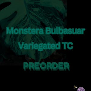 Monstera Bulbasuar PREORDER! TC plantlet! Super Rare Unicorn Variegated Monstera! Collectors Plant!
