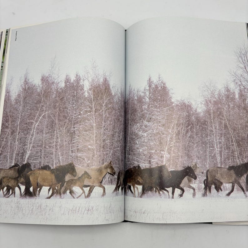 Puede incluir: Fotograf&iacute;a de una manada de caballos movi&eacute;ndose por un paisaje nevado. Los caballos son de varios tonos de marr&oacute;n y beige, con un tel&oacute;n de fondo de &aacute;rboles cubiertos de nieve. La imagen es de un libro.