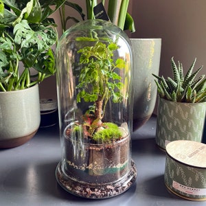 Terrarium Polyscias and Fittonia