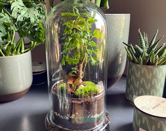 Terrarium Polyscias et Fittonia