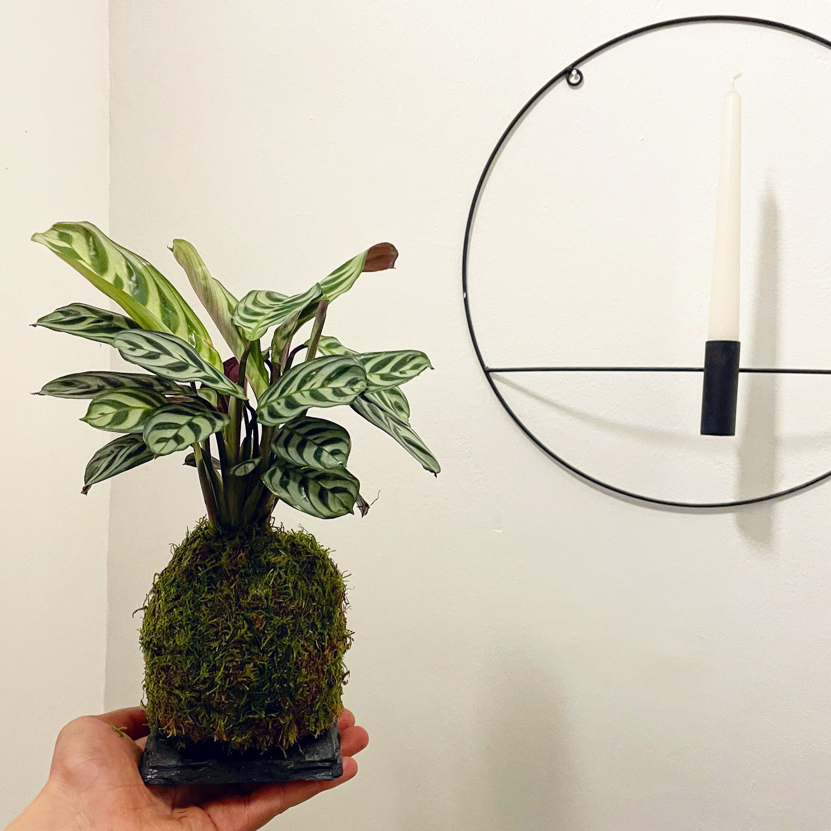 Kokedama - Maranta