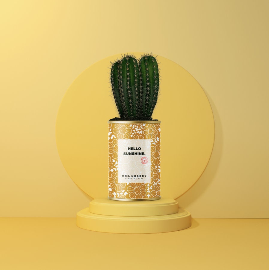Mrs Nobody Cactus ou Succulente - Hello Sunshine
