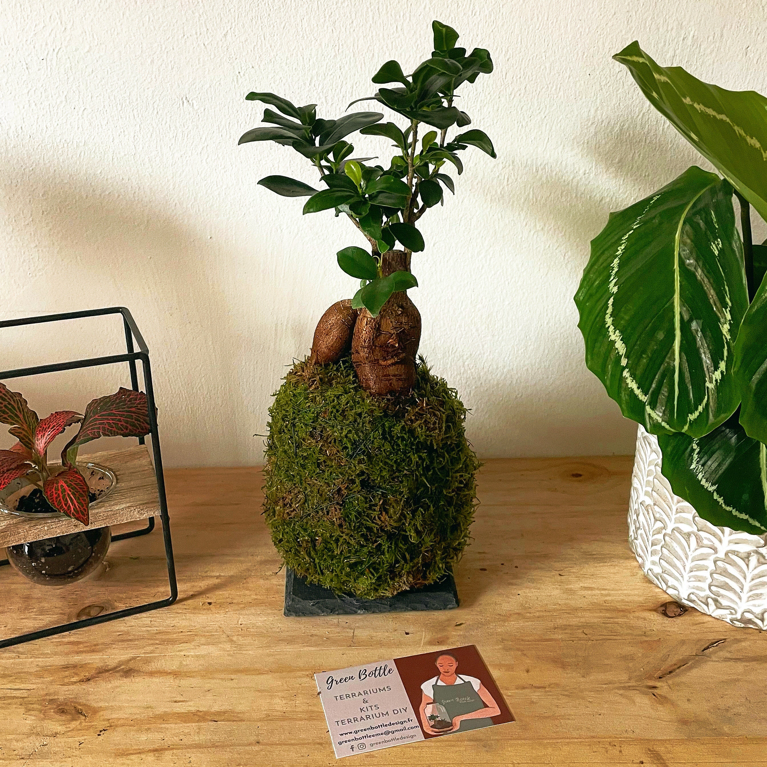 Kokedama - Ficus Giseng