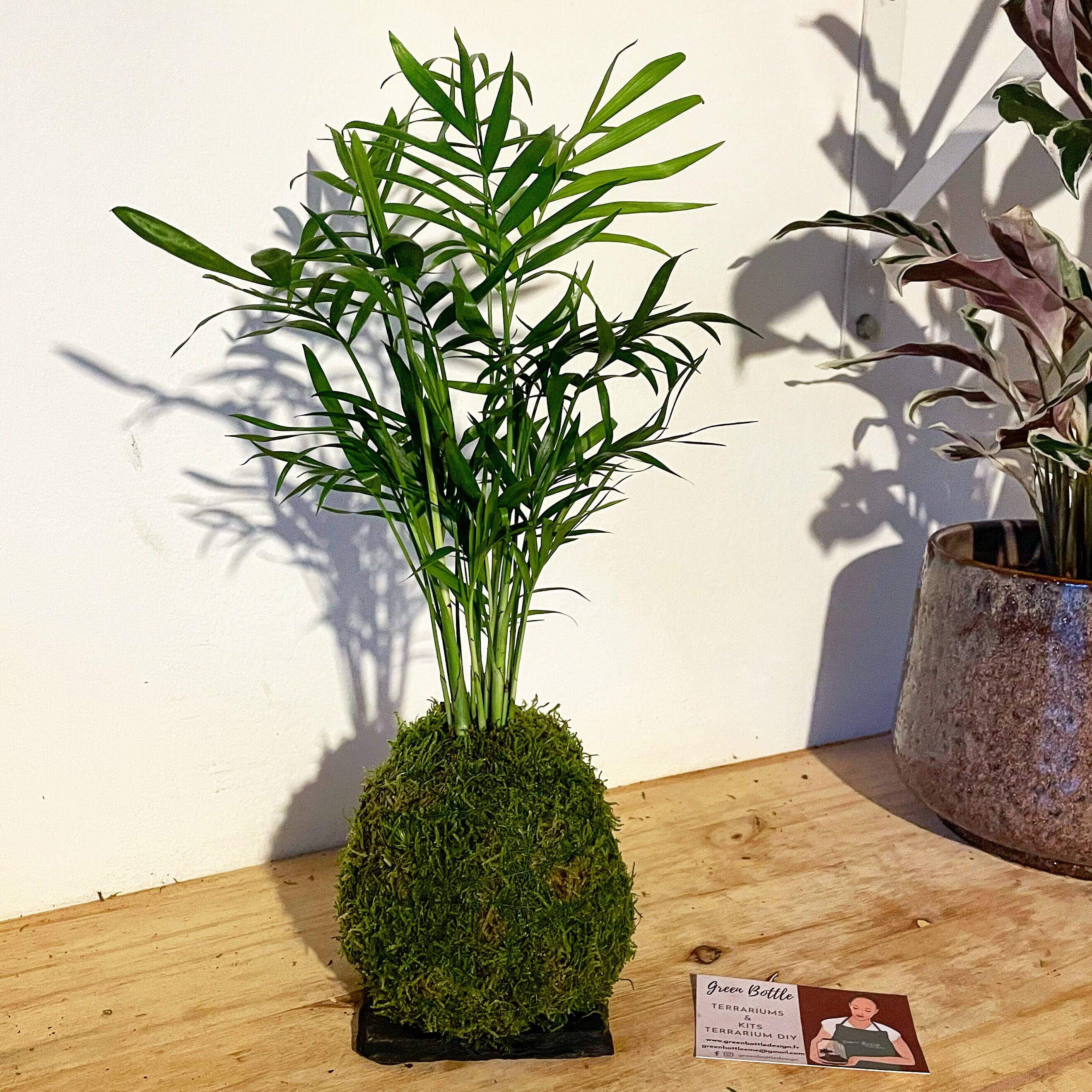 Kokedama - Chamaedorea