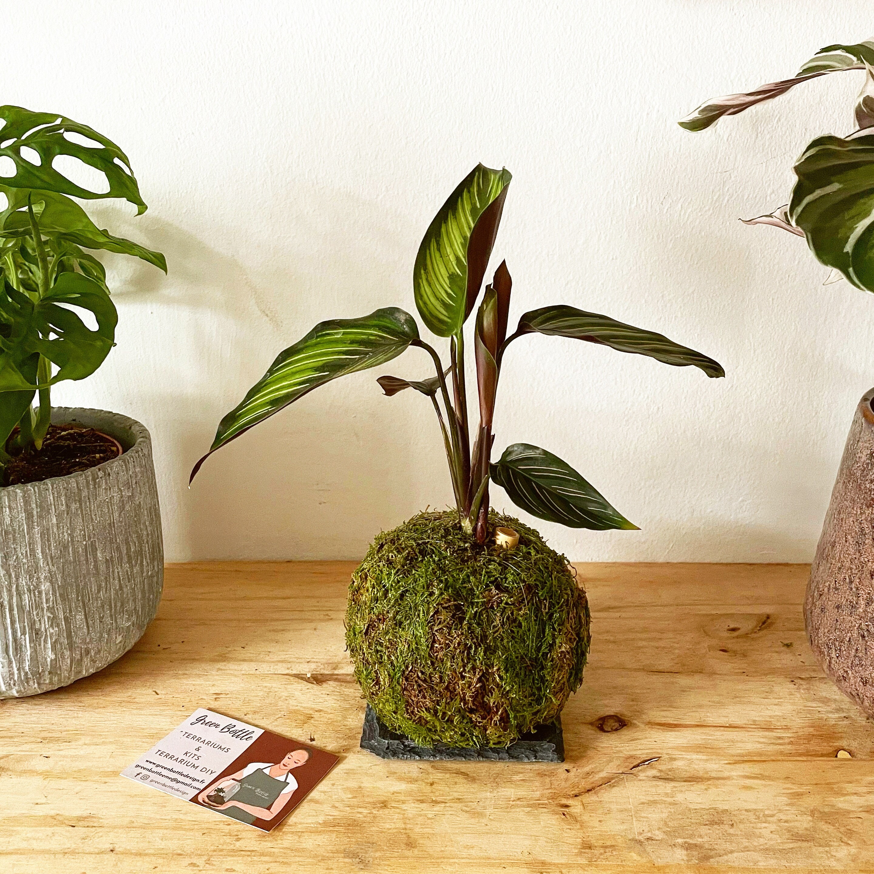 Kokedama - Calathea Beauty Star