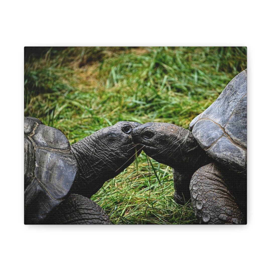 Tortoise Love Turtle Canvas Print Wildlife Photography Etsy