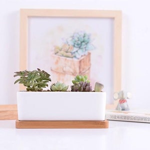 May include: A rectangular white ceramic planter with a bamboo tray, holding several small succulents. The plants have green, purple, and gray-green leaves. A framed watercolor painting of succulents is in the background.
