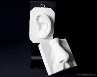 May include: Two white plaster anatomical casts featuring a human ear on a rectangular plaque and a human nose on a square block. The ear plaque is mounted on a black stand with a metal ring at the top. The text fromthemold.art is visible.