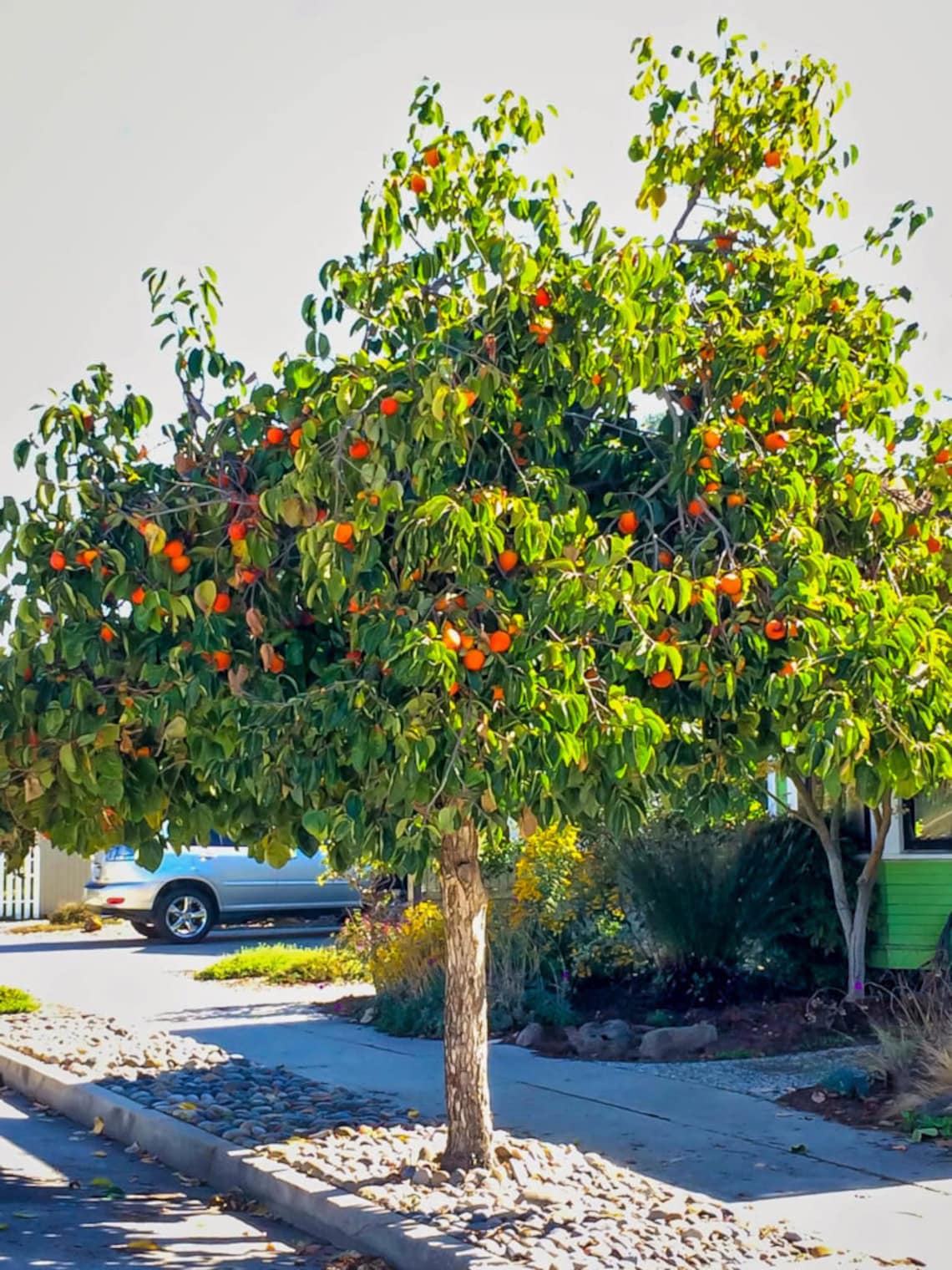 Hachiya Persimmon Tree 4 Unrooted Cuttings 78 inches For Etsy