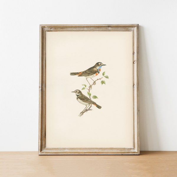 Birds Vintage Print |DIGITAL ART | Downloadable | Printable