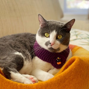 Peut inclure: Un chat gris et blanc portant un foulard en tricot violet avec un charme de citrouille de chat noir, se reposant dans un lit pour chat jaune et orange.