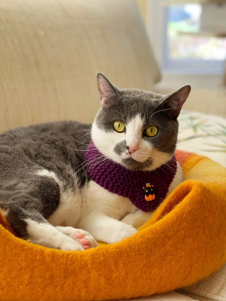 Peut inclure: Un chat gris et blanc portant un foulard en tricot violet avec un charme de citrouille de chat noir, se reposant dans un lit pour chat jaune et orange.
