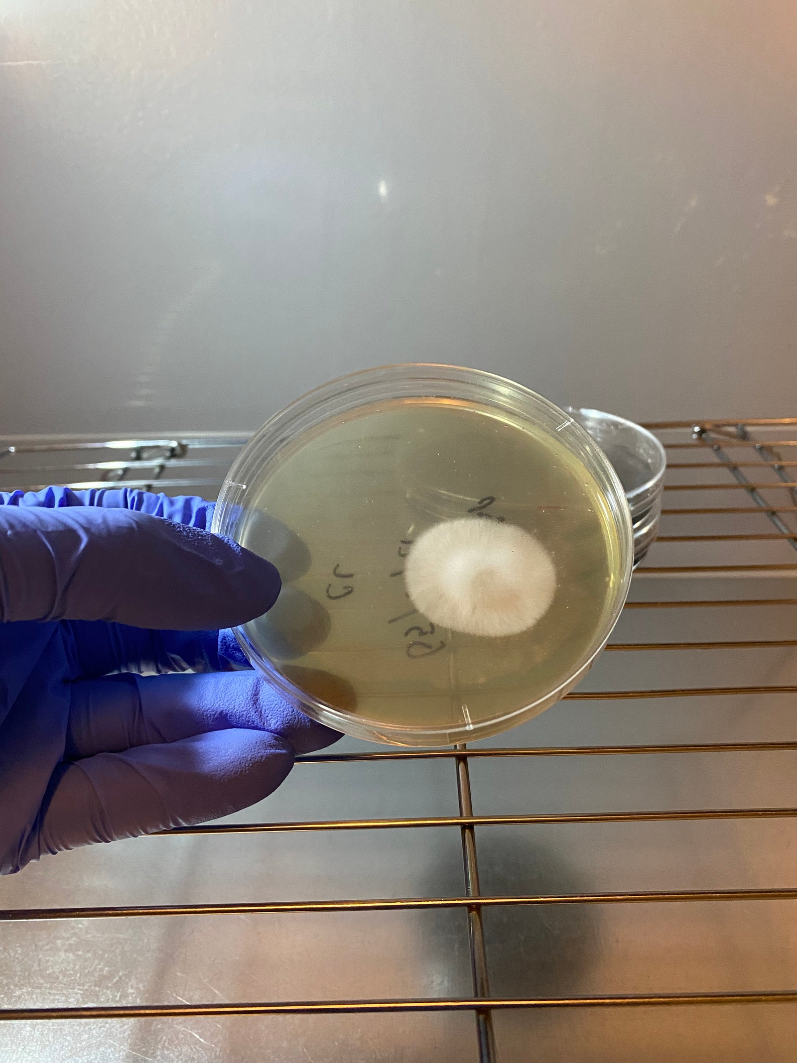 10 MEA Agar Petri Dishes 90mm x 15mm Etsy