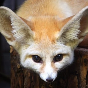 Può includere: Un primo piano di una volpe fennec con grandi orecchie appuntite. La volpe ha una faccia bianca con occhi neri e un corpo marrone rossiccio.