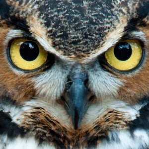 Op de afbeelding: Close-up van het gezicht van een uil met grote, heldergele ogen en een scherpe snavel. De veren van de uil zijn bruin, grijs en wit.