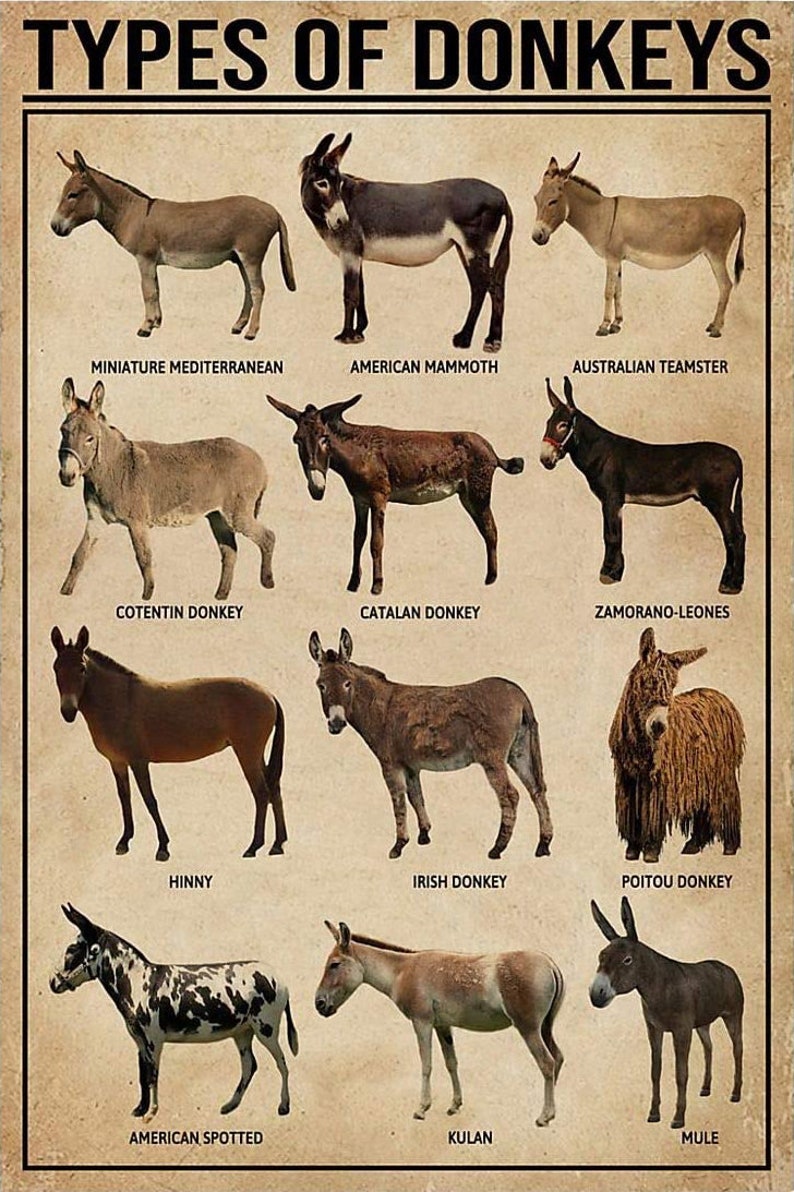 Types of Donkeys Poster Donkeys Poster Donkeys Lover Poster Etsy UK