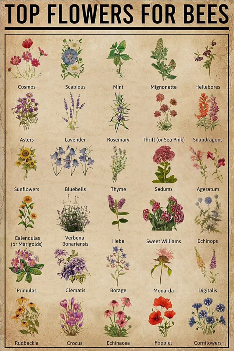 Flowers Poster Top Flowers for Bees Poster 16x24 Inch Etsy