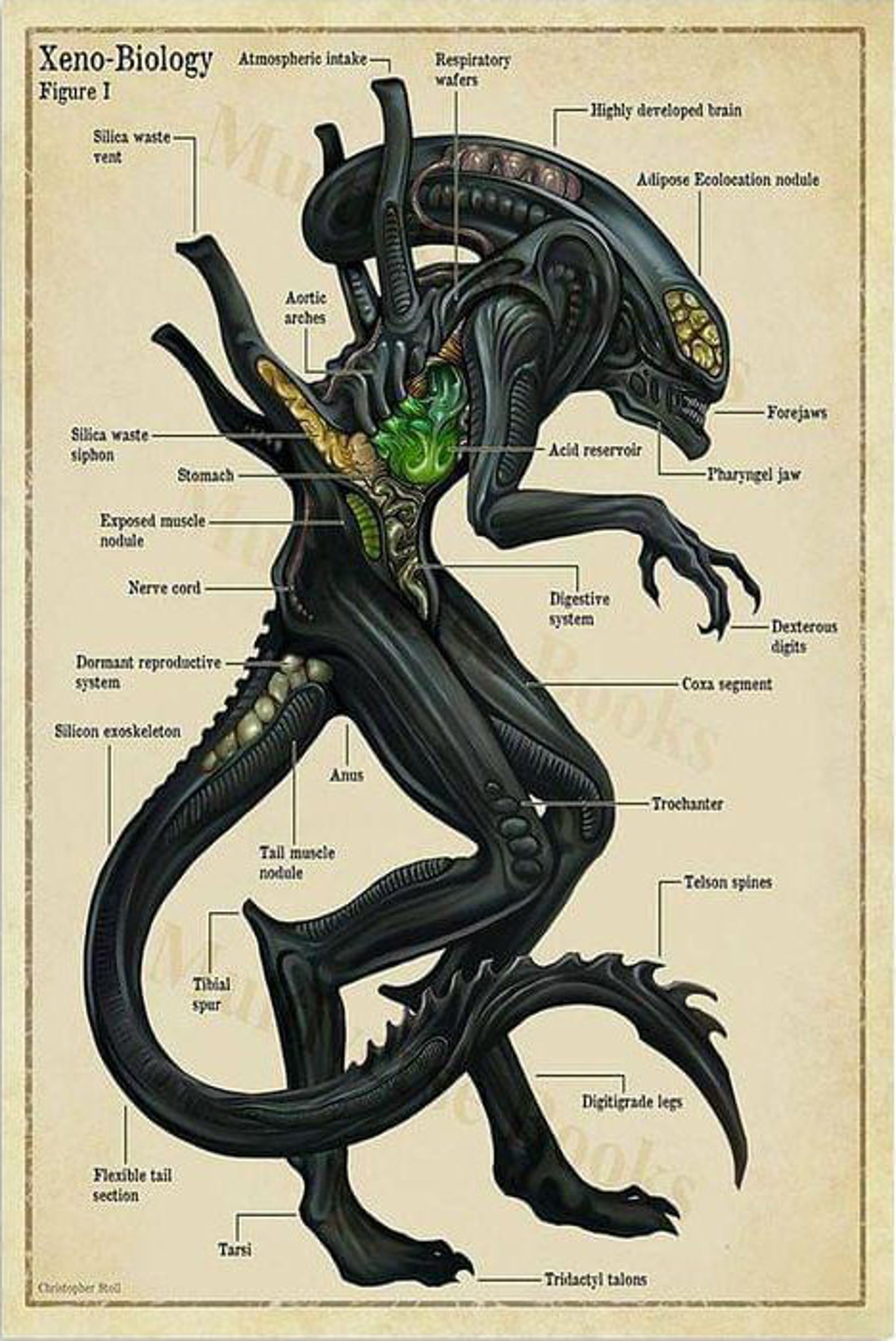Xenomorph Female Rule 34 12 - 7kowh4k