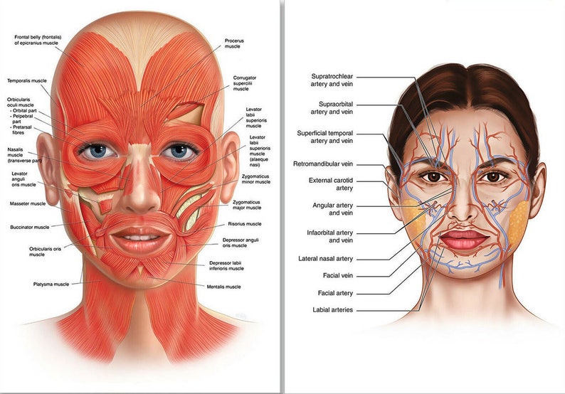 Facial Anatomy Poster 16x24 Inch Etsy