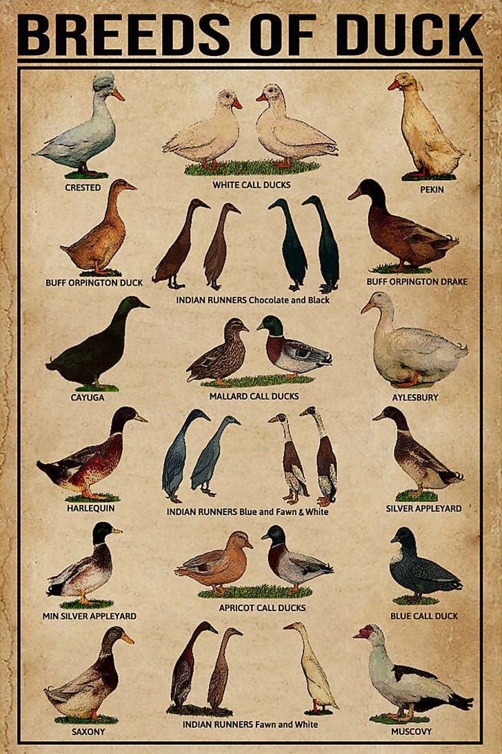 Breeds of Duck Poster Duck Breeds Poster 11.33 X 17 Inches Etsy UK