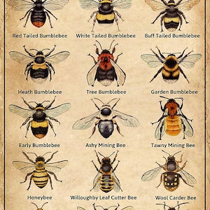 Types of Bee Poster Bee Poster Etsy