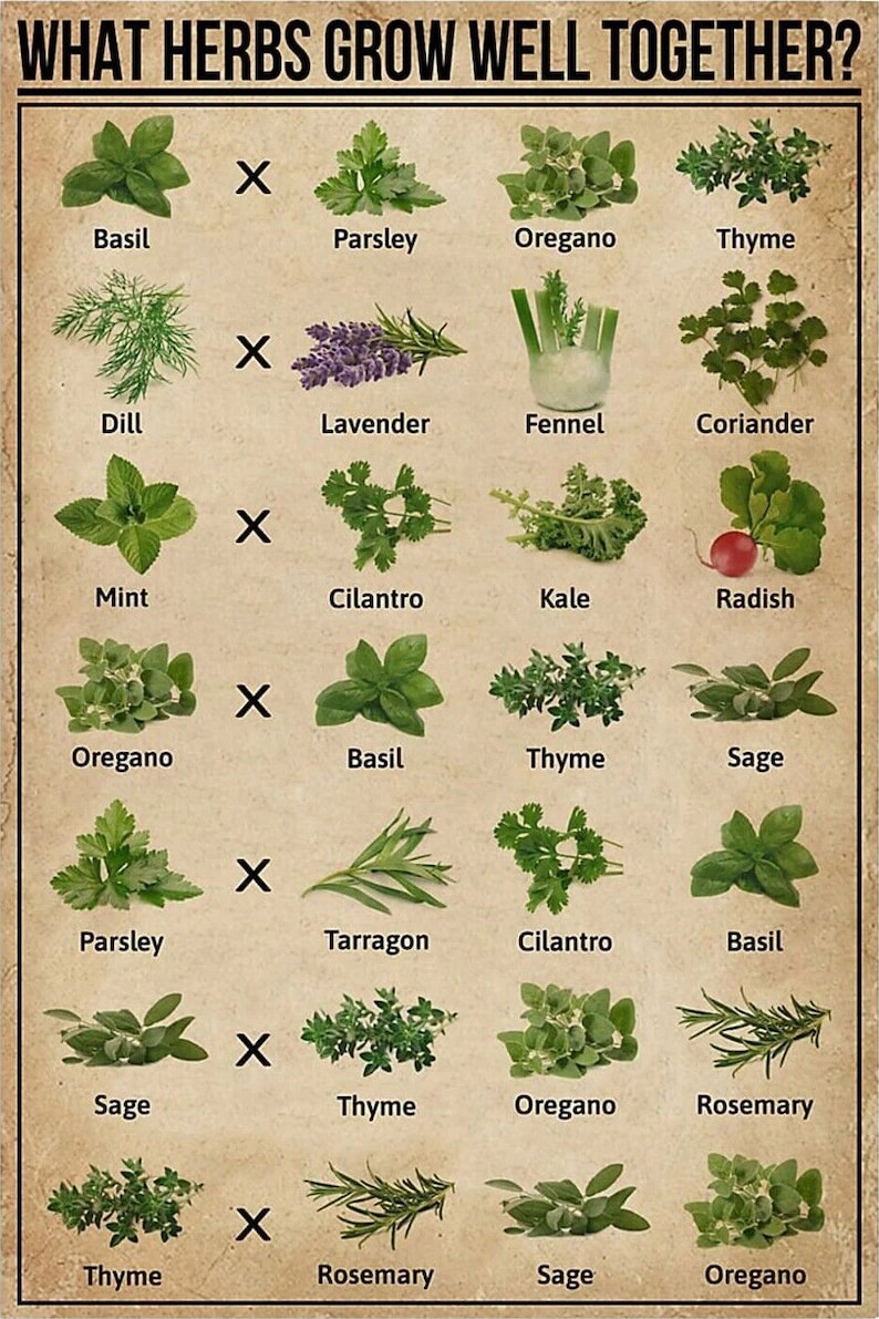 What Herbs Grow Well Together Vintage Poster Garden Poster Etsy what-herbs-grow-well-together-vintage-poster-garden-poster-etsy