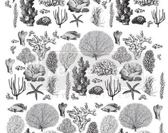 Coastal Sea Life - Furniture Transfer Decal, Redesign with Prima Decor Transfer