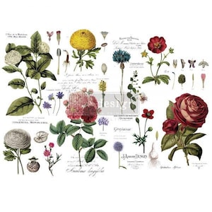 Vintage Botanical Decor Transfer - Rub on Furniture Decal Transfer by  Redesign with Prima 48&quot;x35&quot;