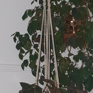 May include: A hanging plant with dark green leaves in a brown ceramic pot. The plant is suspended from the ceiling with a macrame plant hanger.