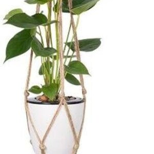 May include: A hanging macrame plant holder with a white ceramic pot containing a green plant with red and yellow flowers. The macrame is made of natural-colored rope and is suspended from a single knot.