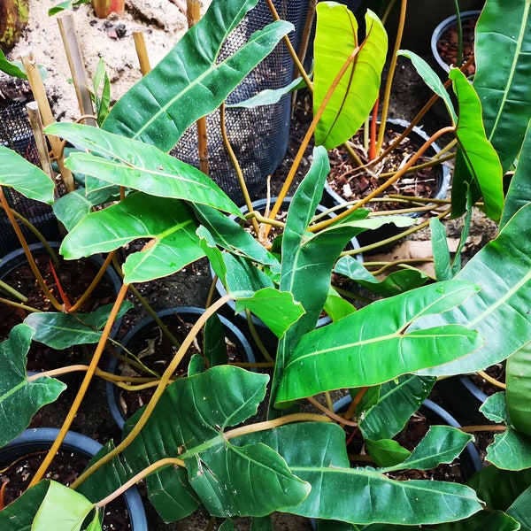 3x Philodendron billietiae, vaso da 8 pollici, Phyto gratuito, spedizione veloce