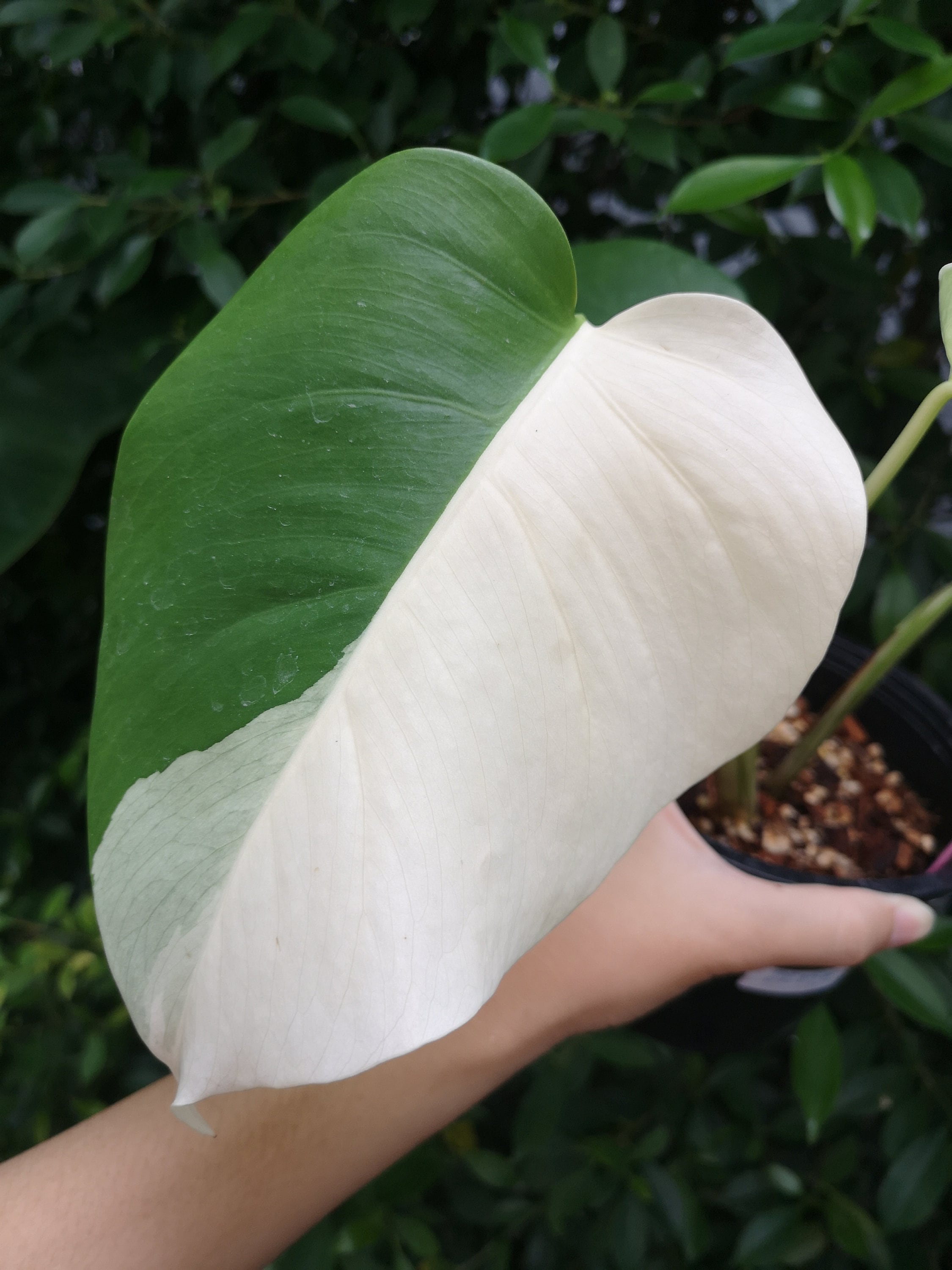 HALF MOON Monstera Borsigiana Albo Variegata 6 inches pot Etsy